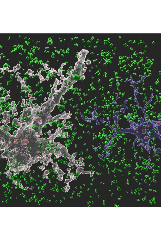 뉴런을 도와 뇌 항상성 유지 역할을 수행하는 세포인 별아교세포(하얀색)와 미세아교세포(파란색)가 시냅스를 제거하고 있는 모습. 사진. 삼성전자 제공