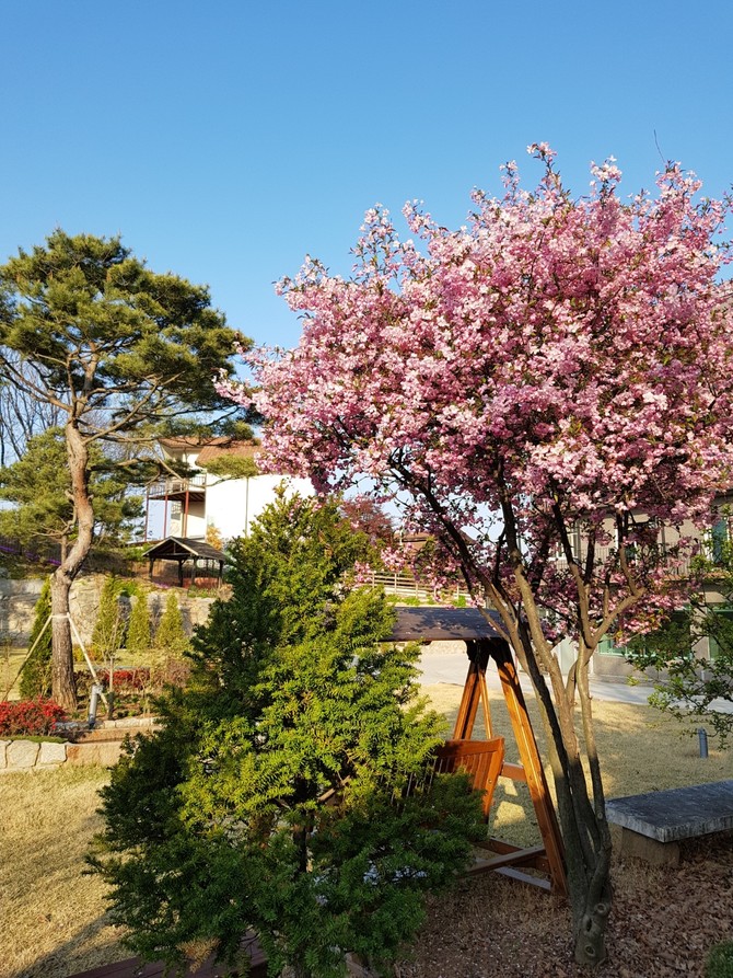 봄꽃이 활짝 핀 늘푸른 실버타운의 정원 . 사진제공 늘푸른 실버타운
