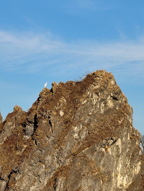 중봉 꼭대기에서 오랜 시간 쉬고 있는 백로 한 마리. 사진 권해솜 객원기자