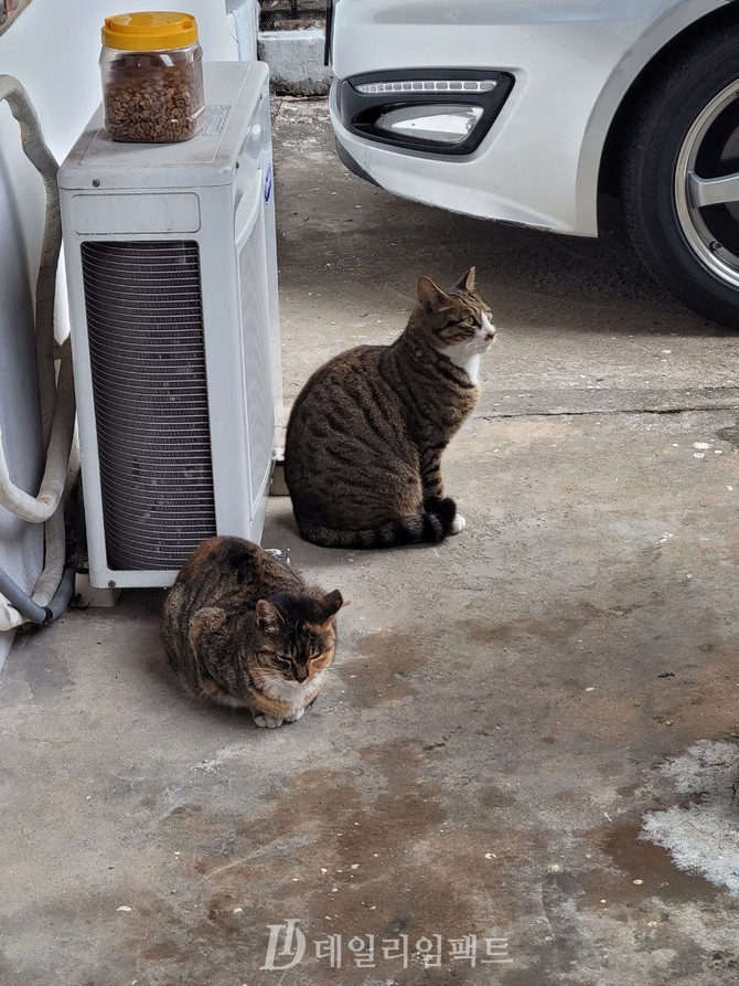  길고양이들이 사료 통을 열어줄 동네 집사를 기다리고 있다. 사진 권해솜 객원기자.