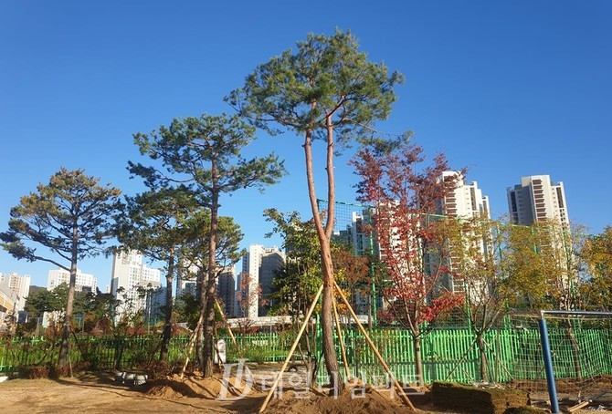 '사후교육환경평가' 협약을 통해 옥빛초등학교 교정에 식재된 소나무 전경
