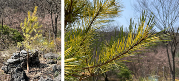 잎이 황금색으로 아름다운 소나무의 돌연변이 품종인 뱀솔(Pinus densiflora ‘Oculus-draconis’). 신구대학교식물원 보유.