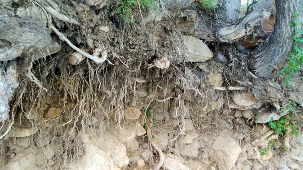 흙이 무너져내려 땅속에 뿌리가 어떻게 뻗어있는지 볼 수 있게 되었다. 사진 전정일