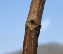 나무수국의 가지에서 역삼각형으로 보이는 부분이 엽흔(葉痕). 그 안에 점처럼 보이는 3개가 관속흔(管束痕)이고, 엽흔 위쪽으로 혹처럼 보이는 것이 새로운 생장과 연결을 준비하고 있는 동아(冬芽, 겨울눈)이다.
