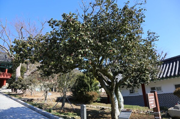 통영 충렬사의 400년 된 동백나무. 경상남도 자연유산으로 지정되어 있다.