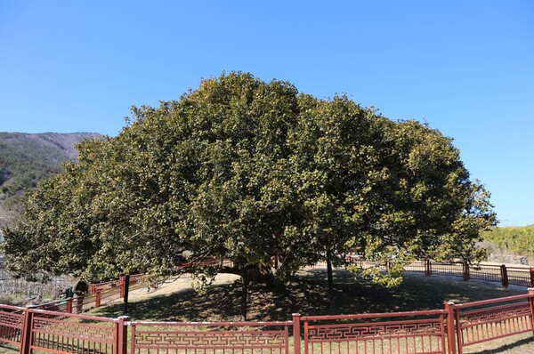 경상남도 기념물로 지정된 거제 외간리 동백나무. 나이 200년 정도로 추정되는 오래된 나무이지만 멋지게 균형 잡힌 모습을 유지하고 조금씩 생장하며 꽃을 피운다.
