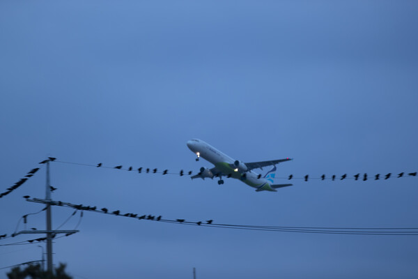 새들이 앉아있는 전신주의 전선 너머로 항공기가 날아가는 모습. 사진=이미지투데이
