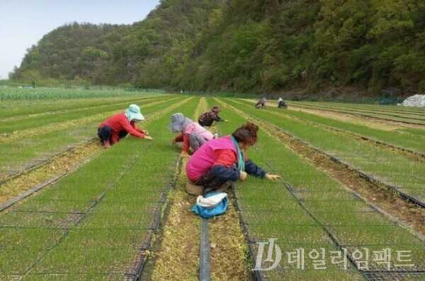 농촌 인력들이 농사일을 하는 모습./사진=영천시