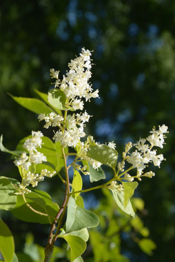 개회나무[Syringa reticulata var. mandshurica (Maxim.) H.Hara]의 꽃. 눈에 띄지 않는 잔잔한 베이지색 꽃이 가지 끝에 핀다. 사진 신희선