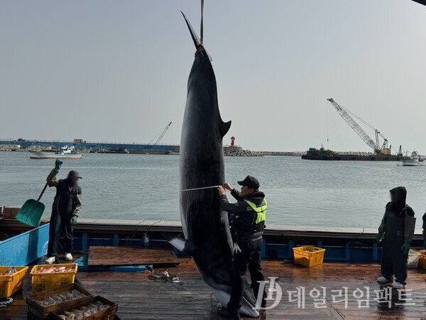 포항 앞바다에서 길이 4m의 밍크고래가 혼획돼 5500만원에 위판됐다./사진=포항해경